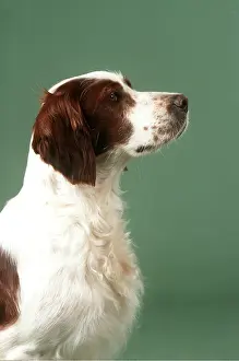 Irish: Irish Red And White Setter DOG - head, side view
