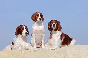 Setter: Irish Red and White Setter, male, female and puppy