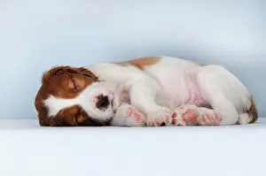 Setter: Irish Red and White Setter, puppy 8 weeks, sleeping