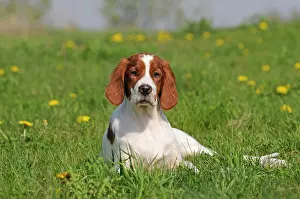 Setter: Irish Red and White Setter, puppy in flower meadow