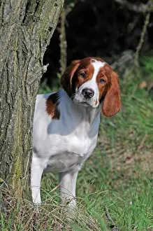 Setter: Irish Red and White Setter, puppy looking out from