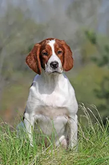 Setter: Irish Red and White Setter, puppy sitting in meadow