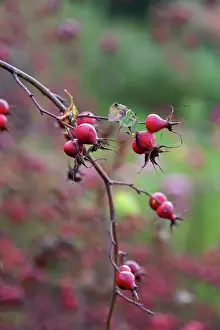 Canina: Irish rose. Rosa canina x pimpinellifolia, Several