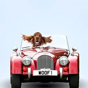 Newno1: Irish setter Dog driving car, ears splayed