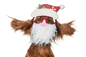 Beards: Irish Setter Dog, head and shoulders ears splayed