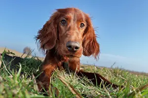 Setter: Irish Setter dog lying in a field, Wustermark, Brandenburg
