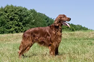 Lateral: Irish Setter, dog, standing on a lawn, sideways