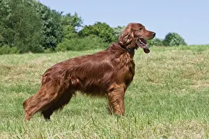 Sidewards: Irish Setter, dog, standing on a lawn, sideways