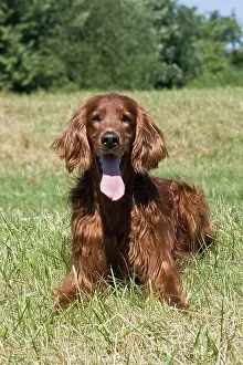 Setter: Irish Setter, male, lying on a lawn