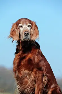 Irish: Irish Setter, sitting