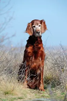 Irish: Irish Setter, sitting