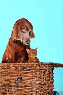 Abyssinian: Irish Setter sitting next to an Abyssinian cat in