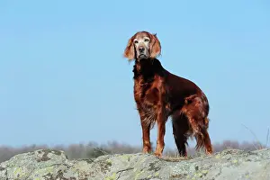 Irish: Irish Setter standing on a rock