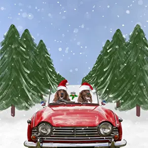 Travelling: Irish Setters in red car with Christmas hats driving