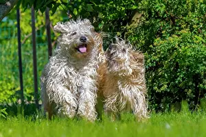 Coated: Irish Soft Coated Wheaten Terrier, Pet dog, Bas