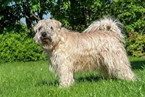 Coated: Irish Soft Coated Wheaten Terrier, Pet dog, Bas