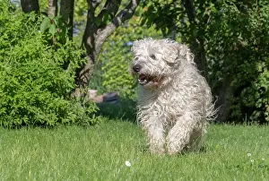 Coated: Irish Soft Coated Wheaten Terrier, Pet dog, Bas