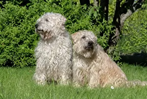 Coated: Irish Soft Coated Wheaten Terrier, Pet dog, Bas