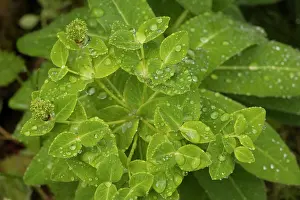 Spurges: Irish spurge