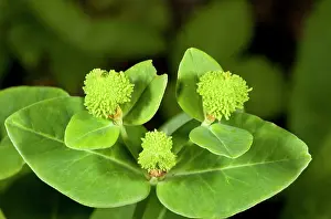 Irish: Irish Spurge - in fruit showing the wart-covered fruits