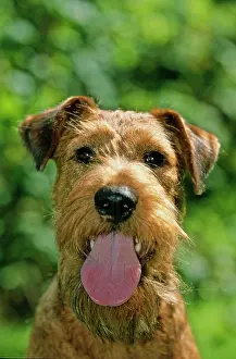 Irish: Irish Terrier