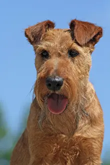 X4d2c: Irish Terrier, portrait Irish Terrier, Portr&, x4d2c;