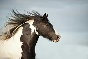 Gypsy: Irish Tinker, portrait