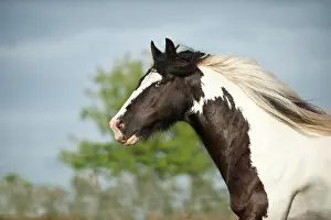 Gypsy: Irish Tinker, portrait