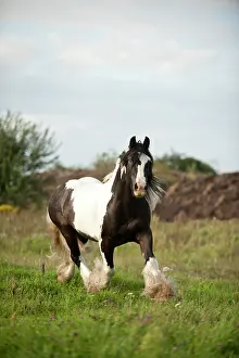 Trotting: Irish Tinker trotting across a meadow