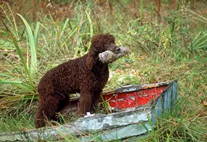 Retrieving: Irish Water Spaniel Dog - with dummy in mouth