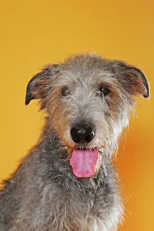 Wolfhound: Irish Wolfhound, bitch, animal portrait, Austria