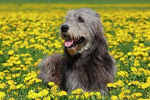 Wolfhound: Irish Wolfhound (Canis lupus familiaris), male lying