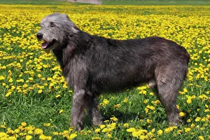 Wolfhound: Irish Wolfhound (Canis lupus familiaris), male standing