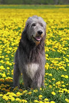 Wolfhound: Irish Wolfhound (Canis lupus familiaris), male Irischer