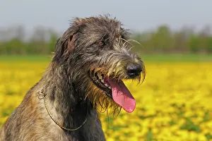 Wolfhound: Irish Wolfhound (Canis lupus familiaris), female