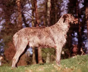 Wolfhound: IRISH WOLFHOUND DOG