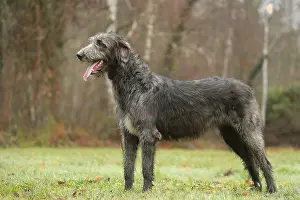 240221: Irish Wolfhound dog outdoors