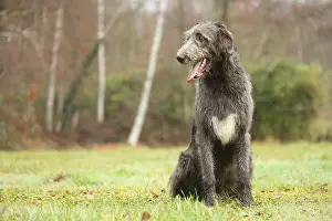 240221: Irish Wolfhound dog outdoors