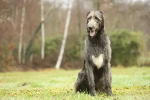 240221: Irish Wolfhound dog outdoors