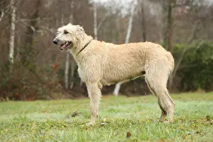 240221: Irish Wolfhound dog outdoors