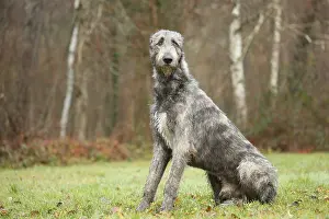 240221: Irish Wolfhound dog outdoors