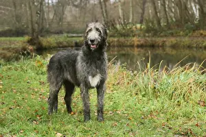 240221: Irish Wolfhound dog outdoors