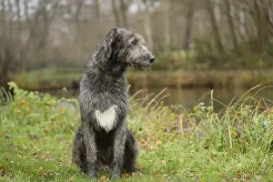 240221: Irish Wolfhound dog outdoors