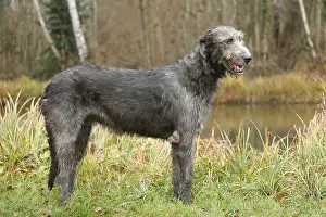 240221: Irish Wolfhound dog outdoors