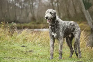240221: Irish Wolfhound dog outdoors