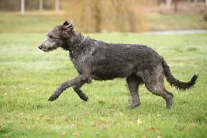 240221: Irish Wolfhound dog outdoors