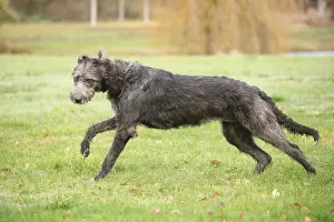 240221: Irish Wolfhound dog outdoors