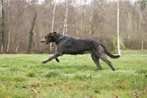 240221: Irish Wolfhound dog outdoors