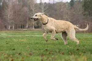240221: Irish Wolfhound dog outdoors