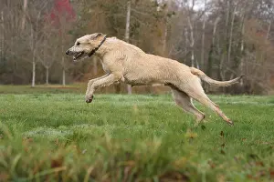 240221: Irish Wolfhound dog outdoors
